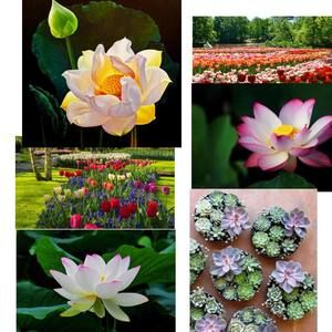 Meet your Posher, Honey bui